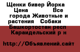 Щенки бивер Йорка  › Цена ­ 30 000 - Все города Животные и растения » Собаки   . Башкортостан респ.,Караидельский р-н